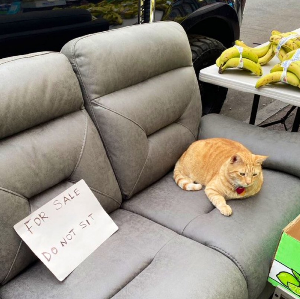 Not for sale! Please sit! 😺 🛋️ 🍌
